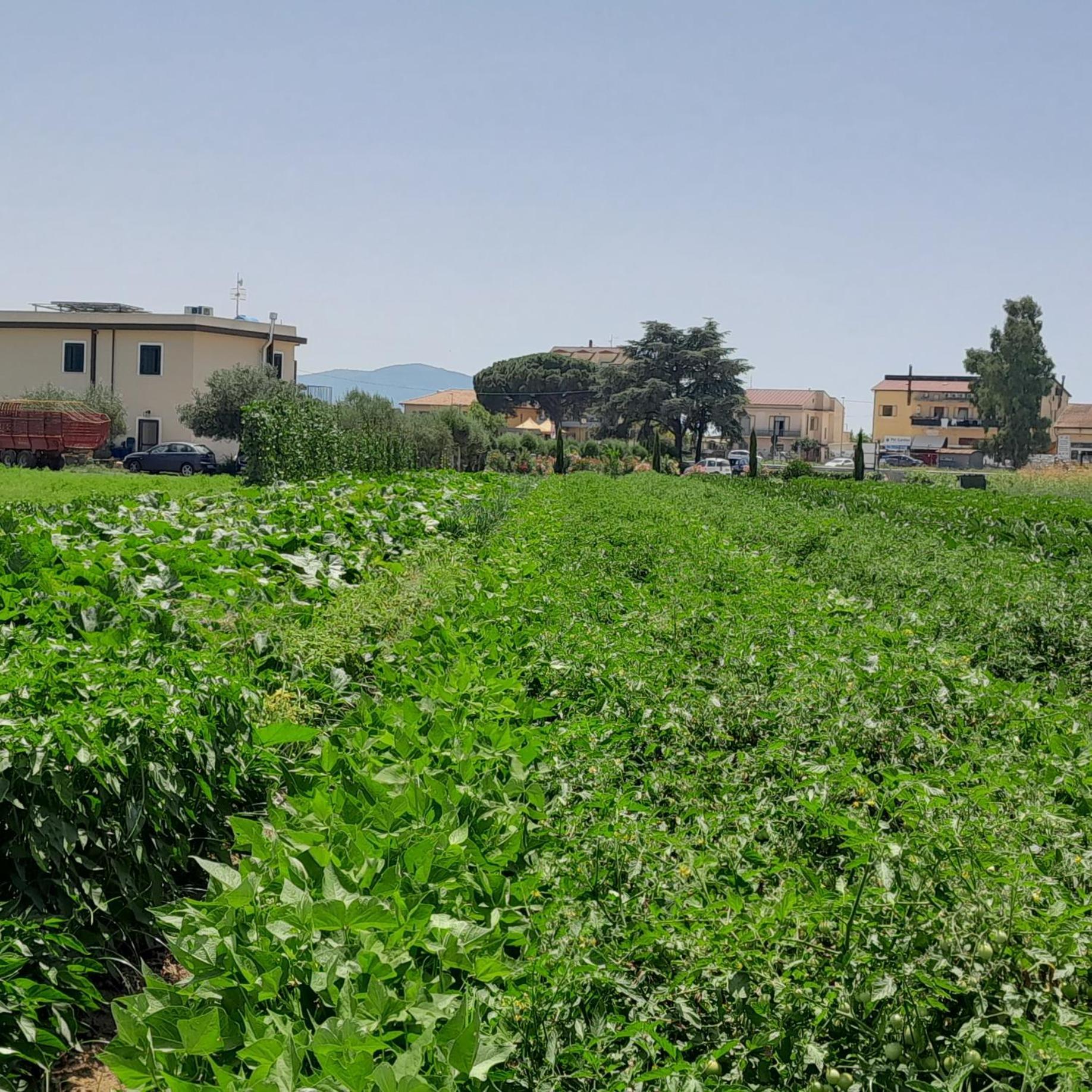 B&B Tenuta San Michele Capaccio Exterior photo